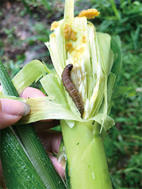 官方日前承認,秋行軍蟲2019年入侵中國並定殖,明年進入爆發階段。(大紀元資料室)