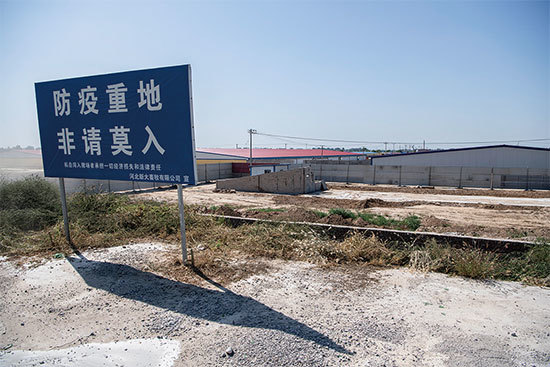 豬年豬瘟大爆發,31個省、自治區、直轄市無一倖免。(大紀元資料室)