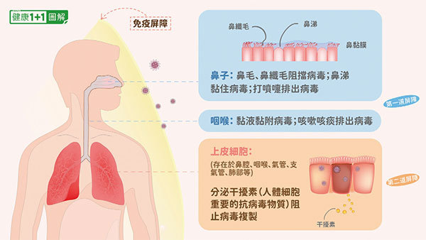 人體免疫系統對抗新冠病毒的第一道屏障、第二道屏障。(健康1+1/大紀元)