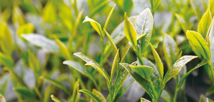 茶蓄天地明淨之華能養生。圖為春茶嫩芽。(宋碧龍/大紀元)