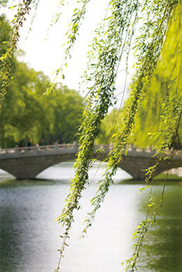 春日插柳記清明。(Fotolia)